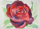 Rose, Aquarell, 17x12